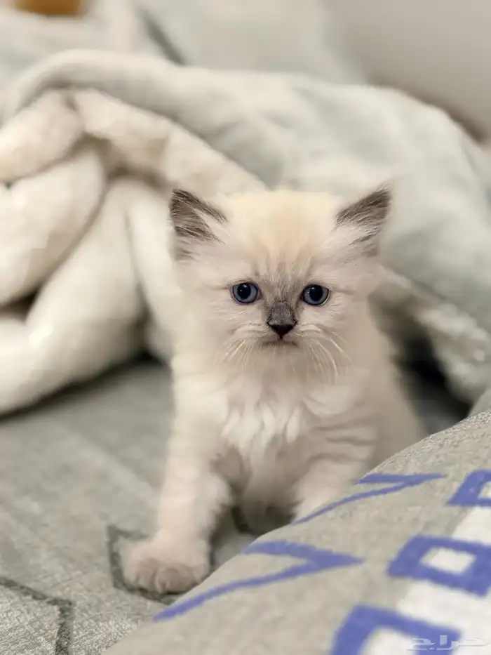 كيتين هيمالايا امريكي 1