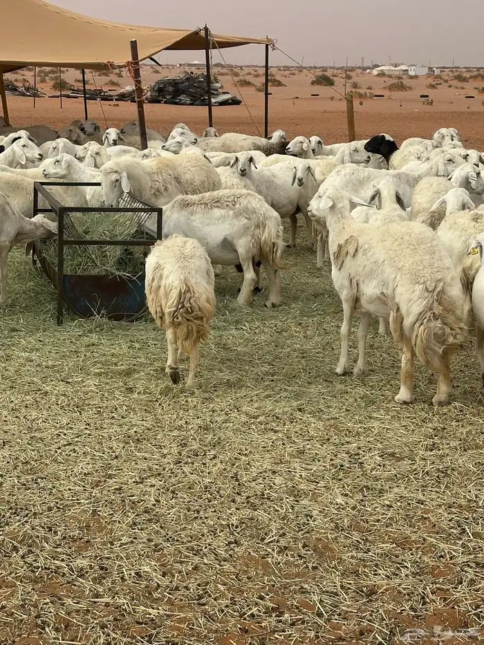 للبيع غنم حريات طيبه حرش 5