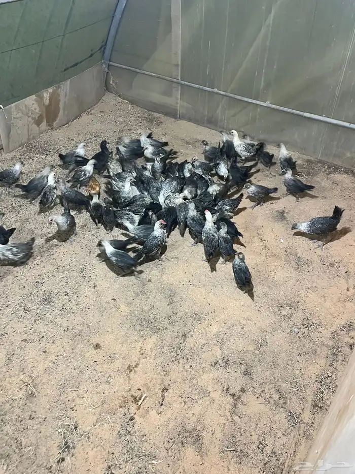 فروخ دجاج 10