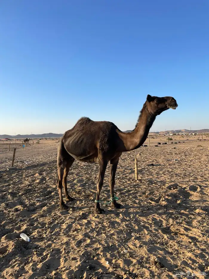 لقحه مجهم غرابيه سودا 3