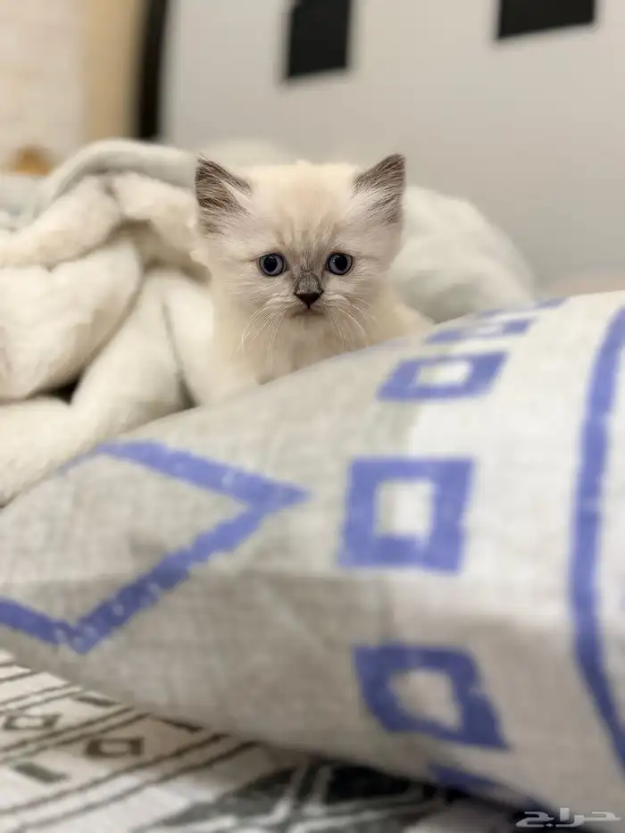 كيتين هيمالايا امريكي 3