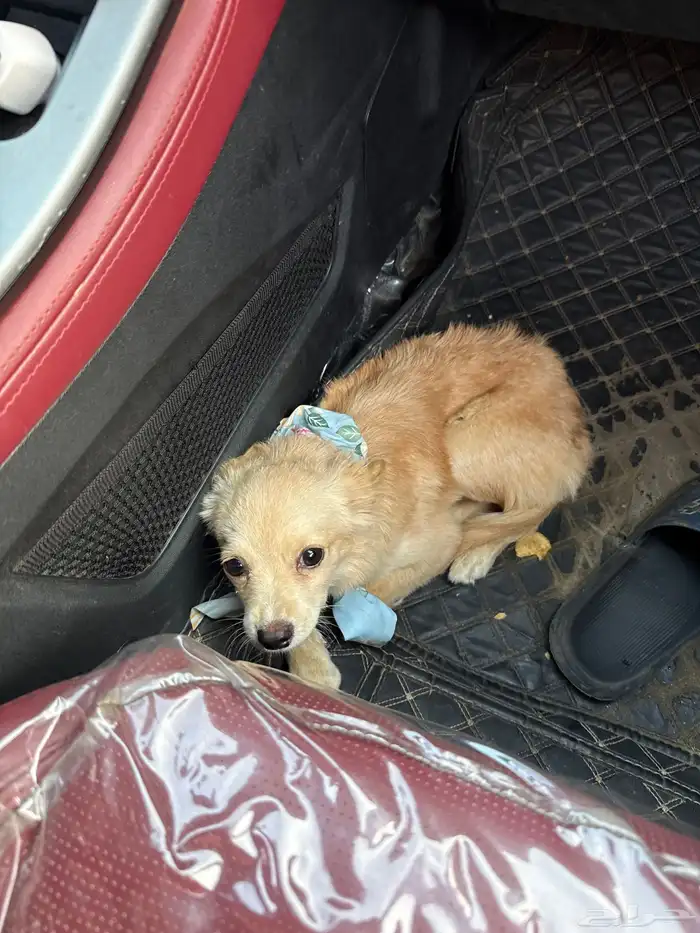 كلب تشيواوا 0