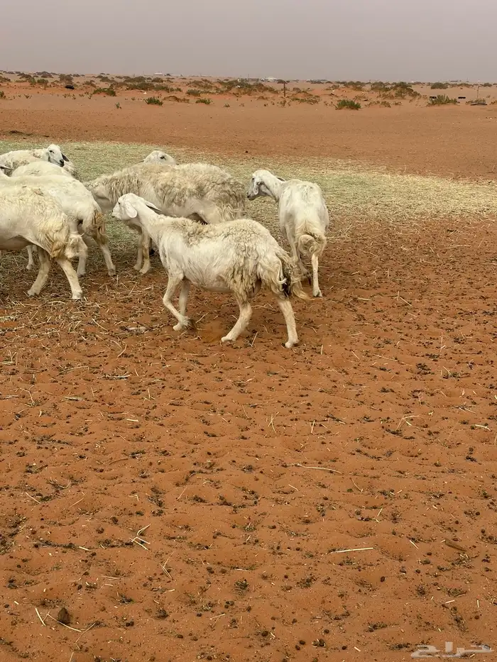 للبيع غنم حريات طيبه حرش 8