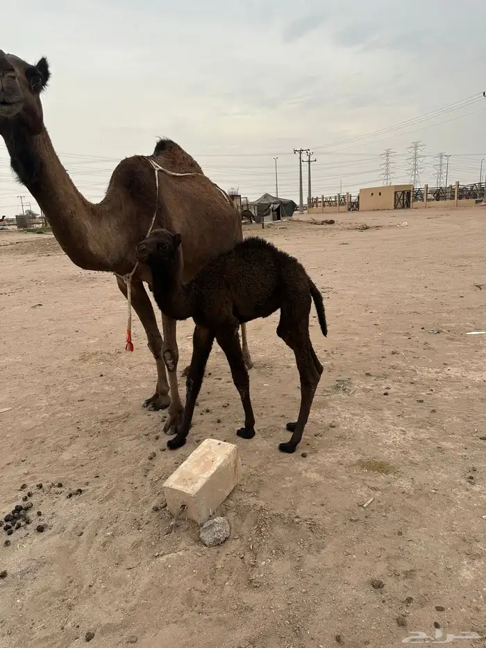 للبيع خلفه هديه 3