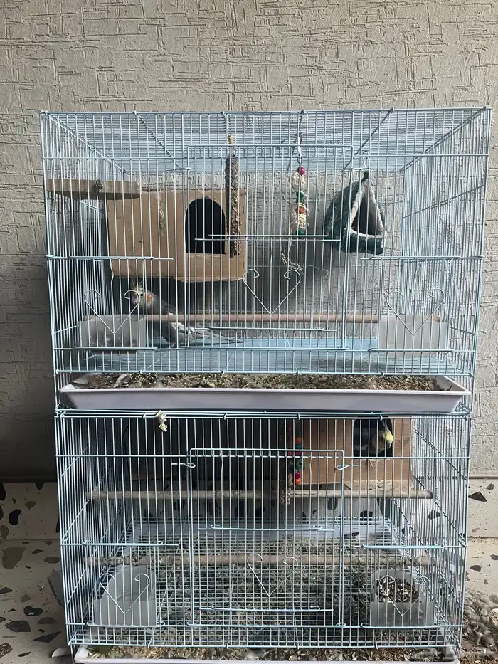 طيور كروان 1