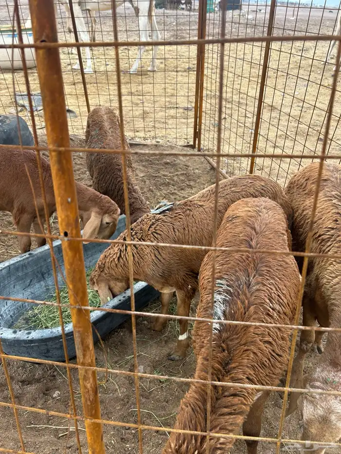 المدينة حي البركة 2