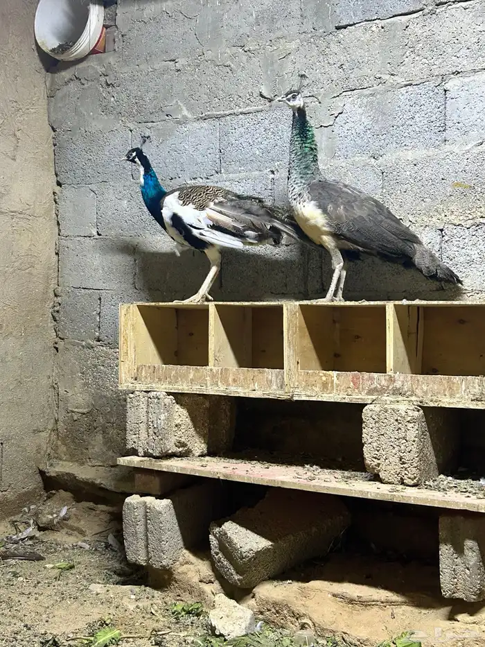 جوز طاووس منتج 1