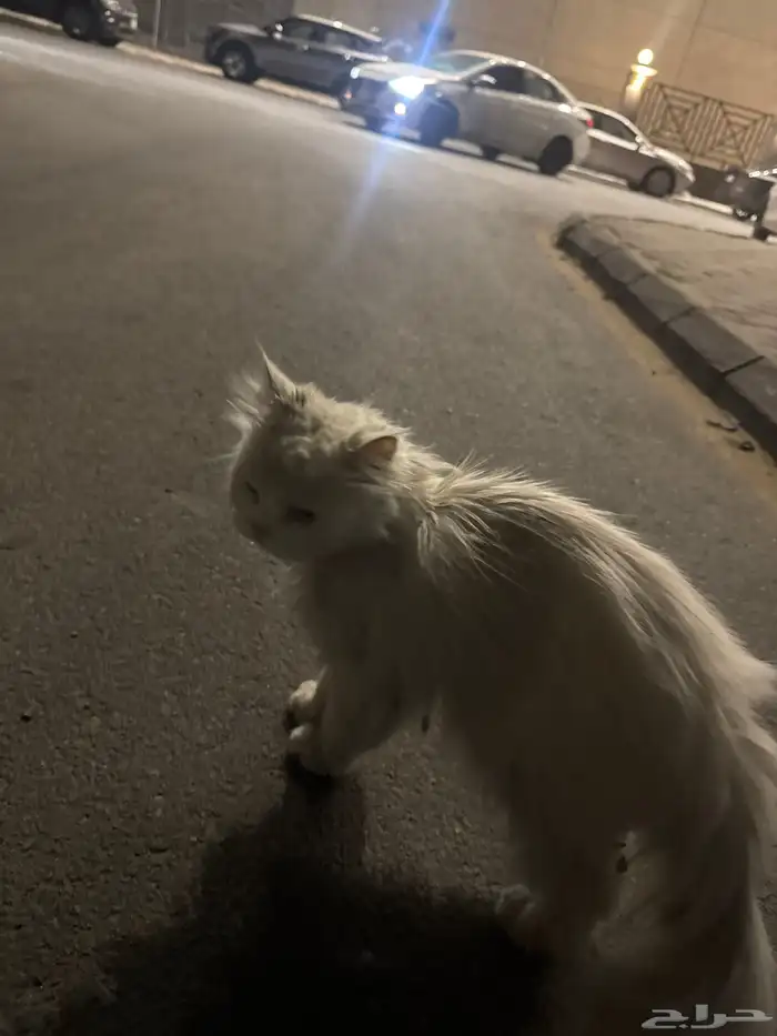 قطه مفقوده قطه بيت 1