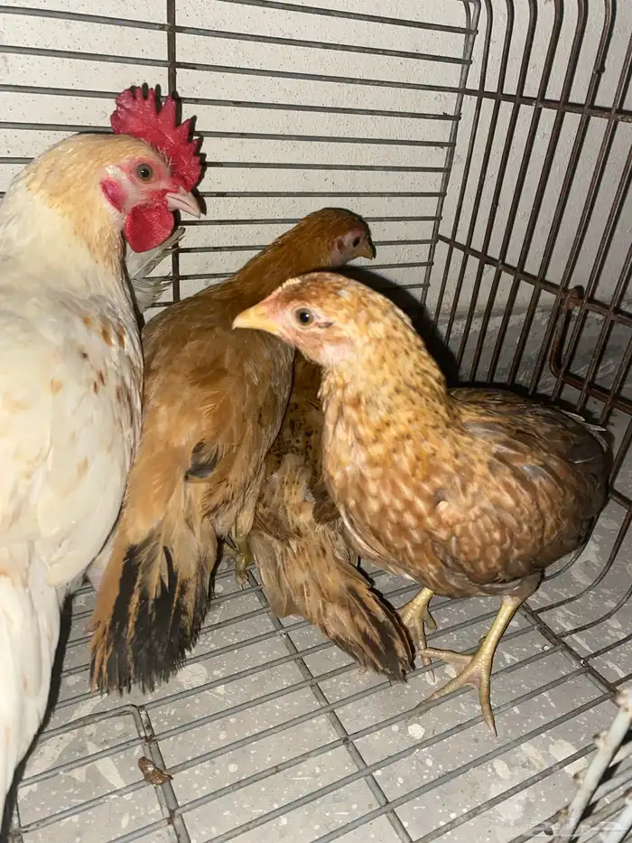 ديك واربع دجاجات 0