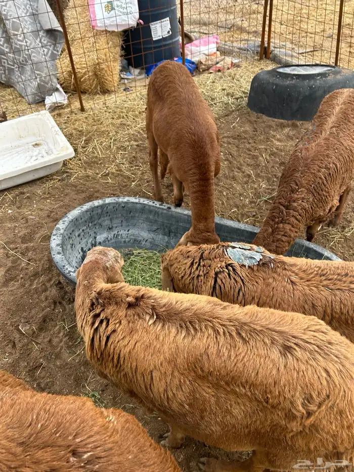 المدينة حي البركة 0