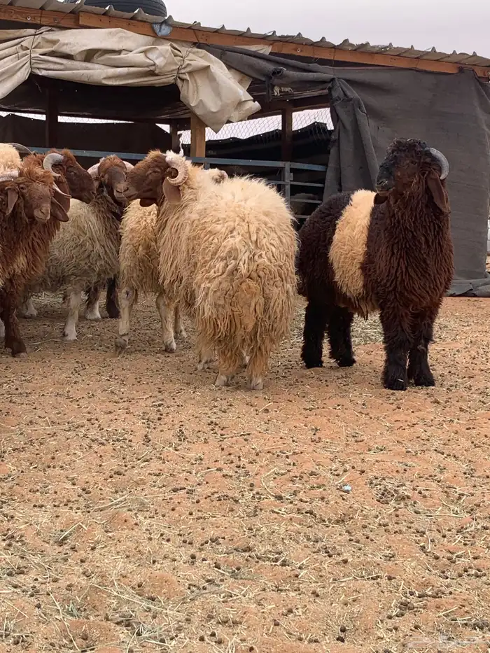 ذبايح نعيم جبر 3