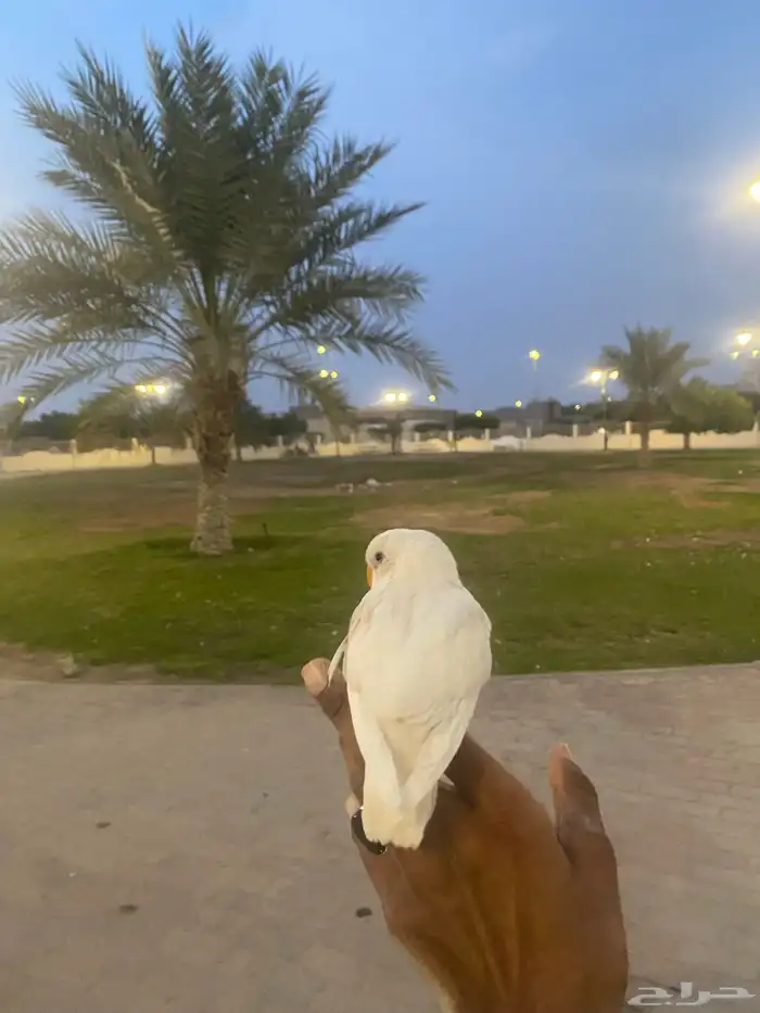 للبيع روز البينو هدد خارجي مايعرف العض 3