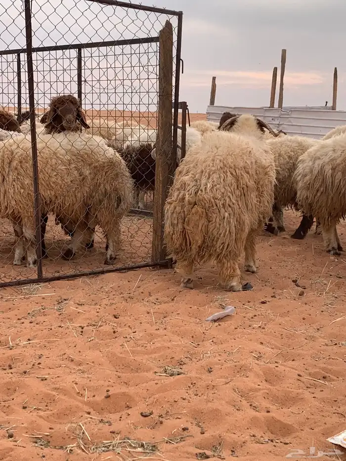 ذبايح نعيم جبر 1