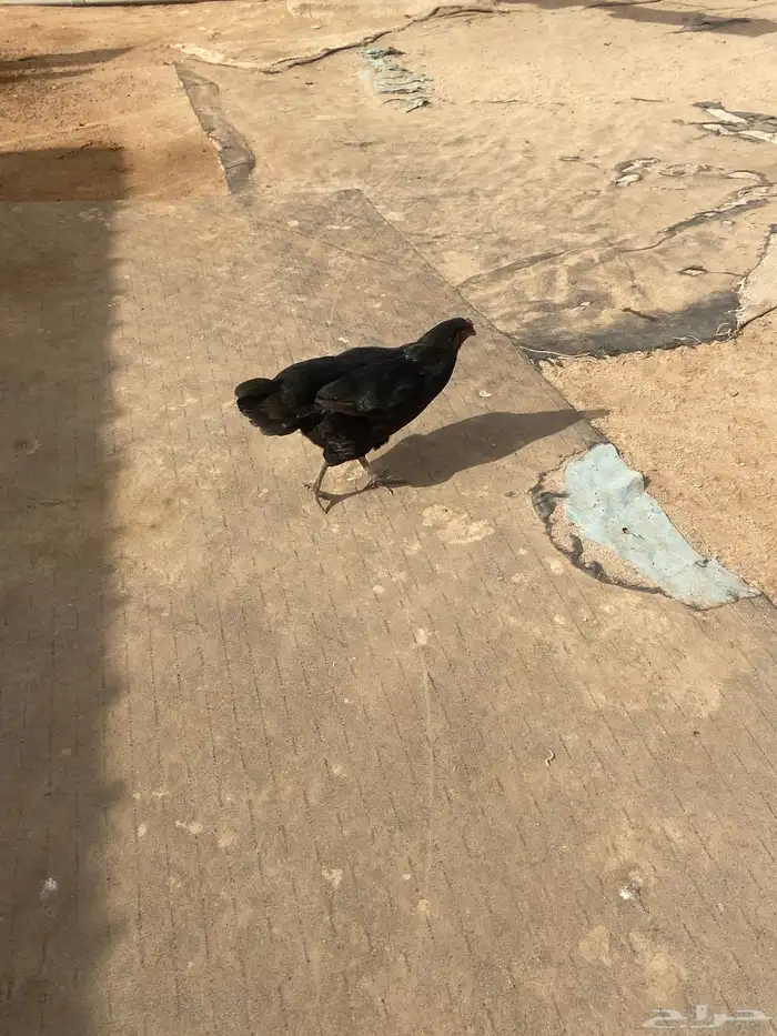 الدجاجة السوداء 60 ريال الدجاجة الفارسية بستين ريالآ الذكر 0