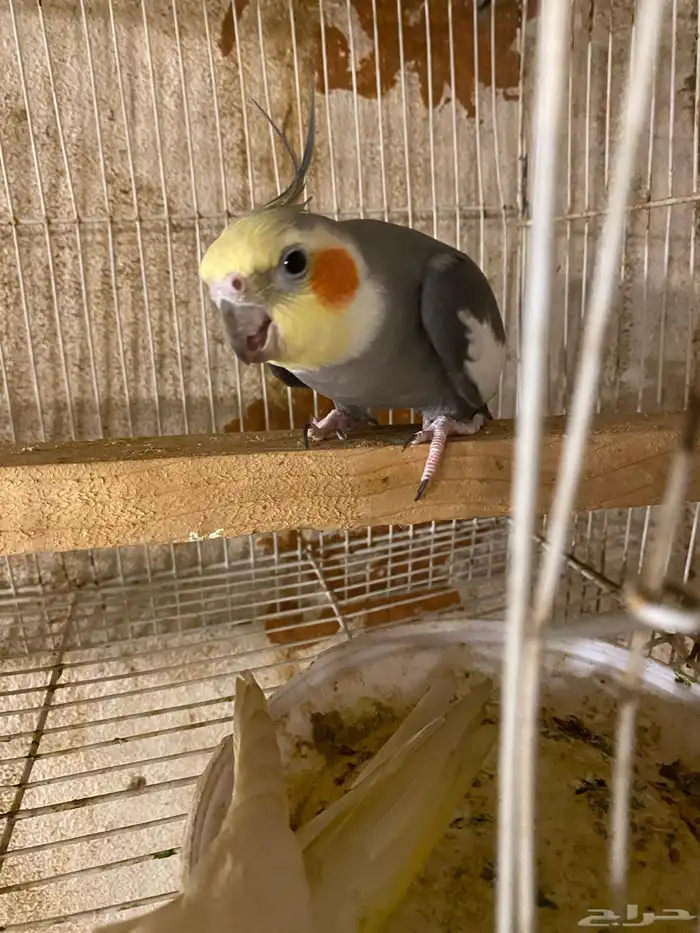 ذكر كروان للبيع 1