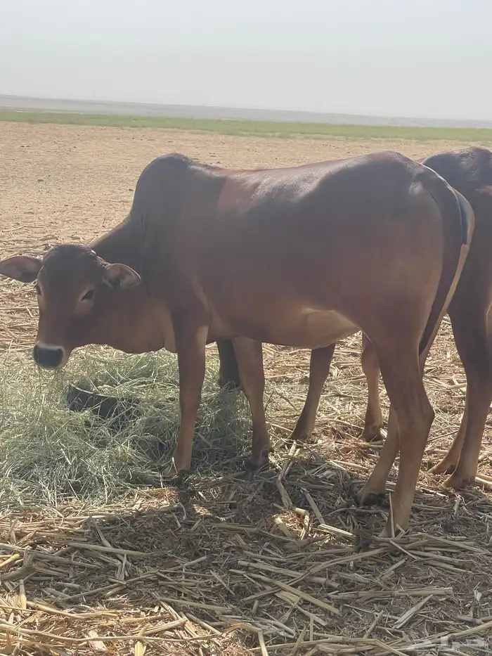 بقر بلدي مقاني 8