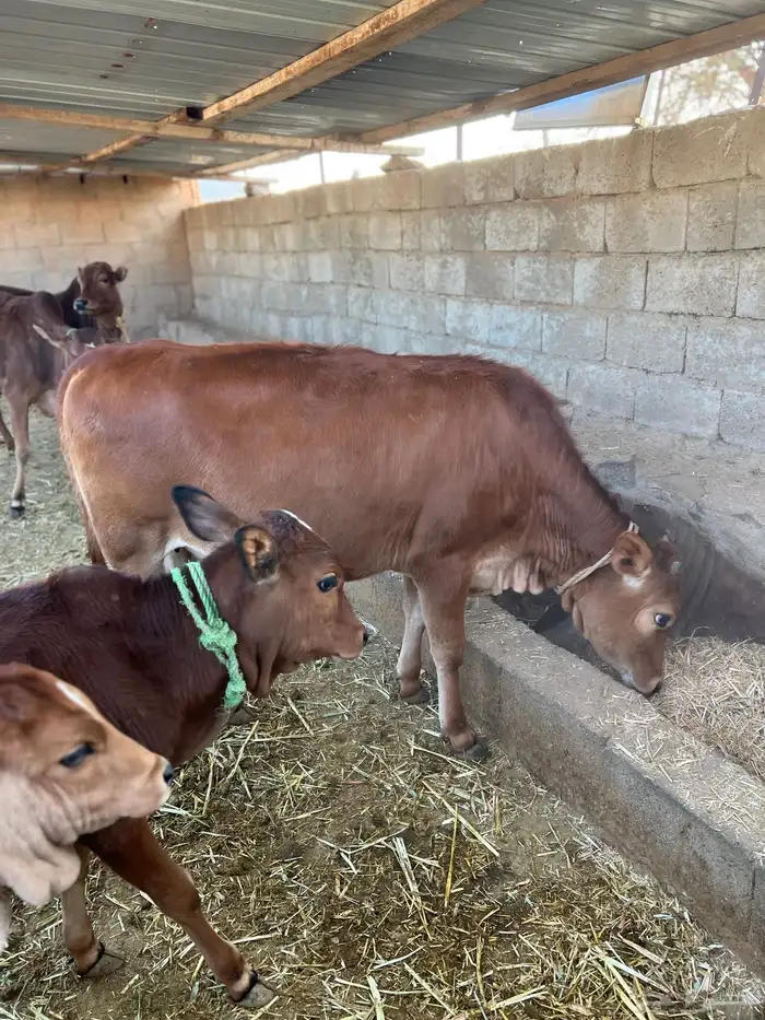 عجله المانيه للبيع 1