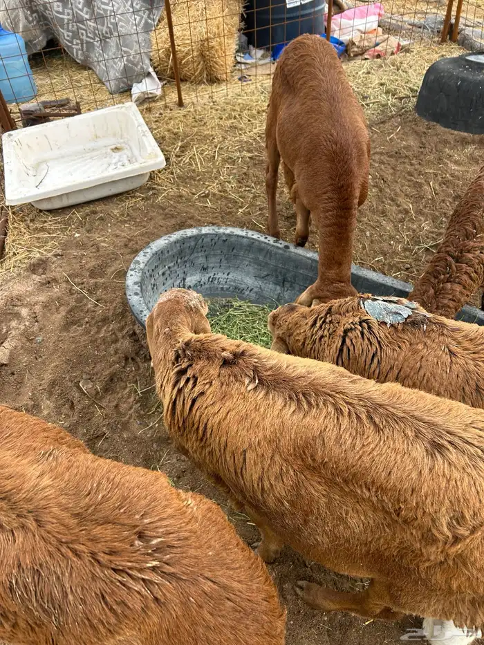 المدينة حي البركة 1