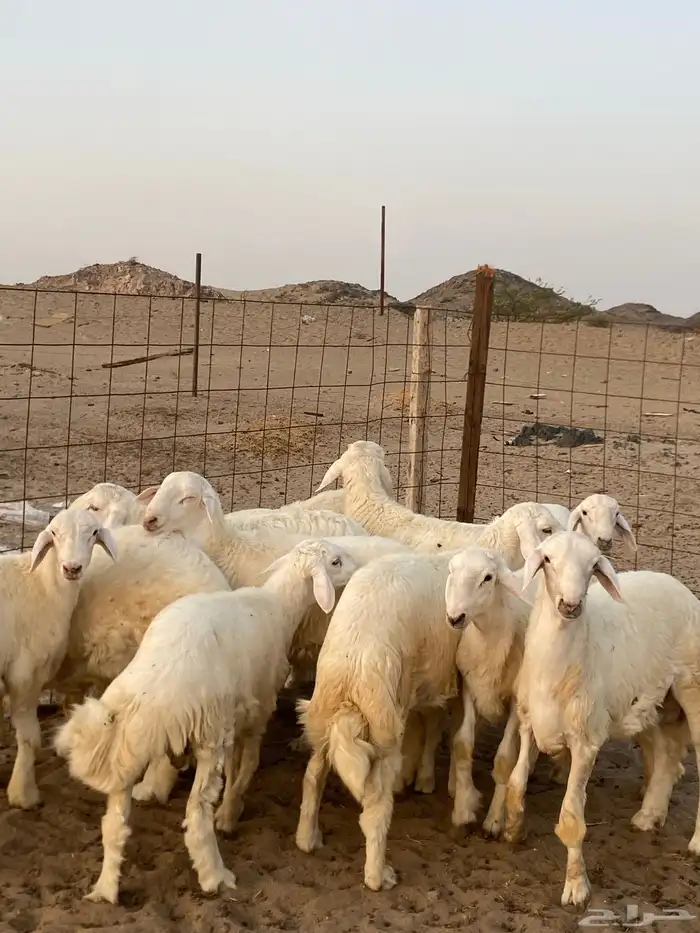 ذبايح طليان حري عقايق شي طيب ونظيف والتجربة خير برهان 4