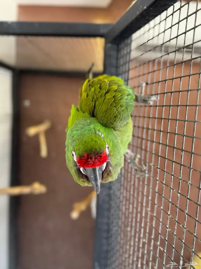 ميليتري مكاو 2