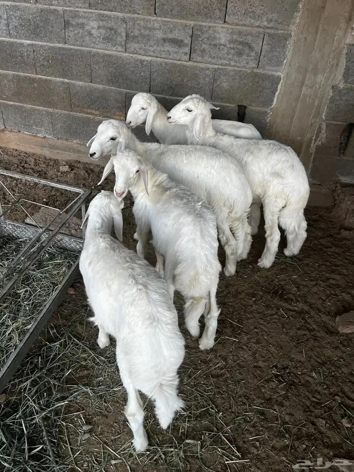 طليان للبيع 1