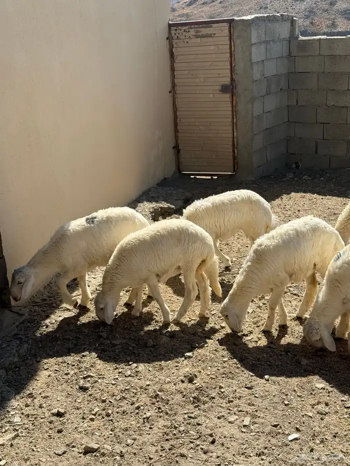 طليان ورخال للبيع 6 أشهر وفوق باسعار مناسبه للجميع 5