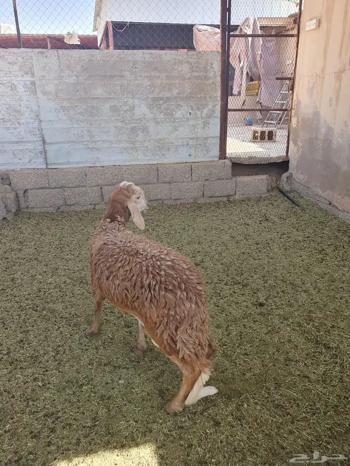 للبيع سواكن وبرابر مرابي شرط جذعان 3