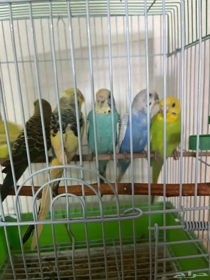 بادجي استرالي 1