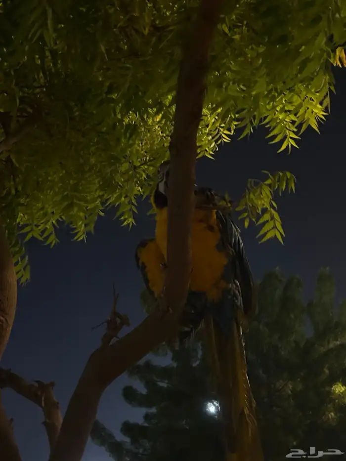 مكاو بلو اند قولد 2