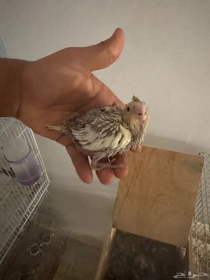 فروخ كروان 3