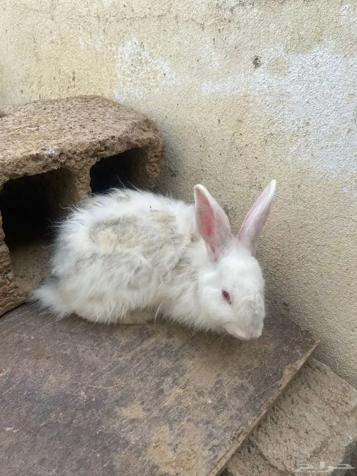 الدجاجة السوداء 60 ريال الدجاجة الفارسية بستين ريالآ الذكر 10