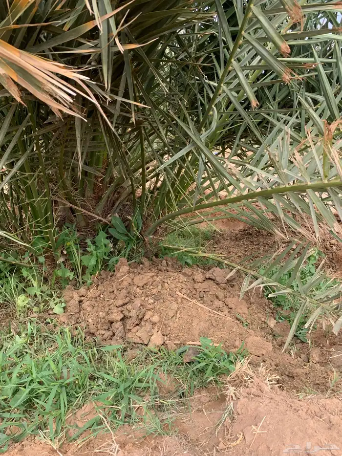 فروخ خلاص مجانا 0