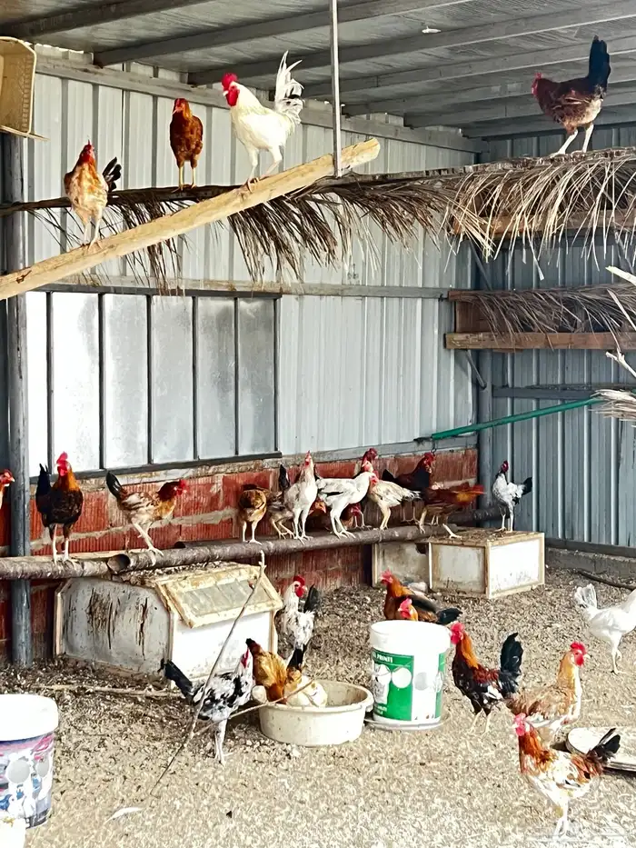 ديوك بلدي العدد 115 العمر 6 شهور تقريبا 8