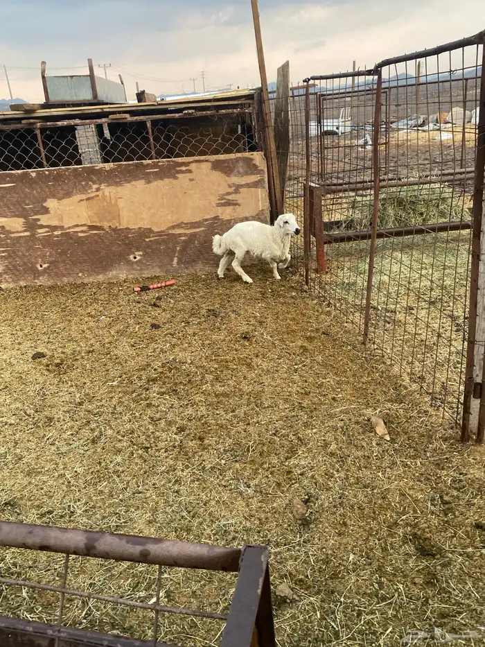 للبيع خروف رفيدي 5