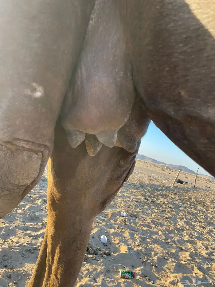 لقحه مجهم غرابيه سودا 5