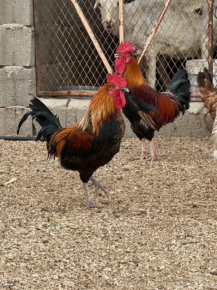 ديوك ترثة طيبات ومن النوادر 7