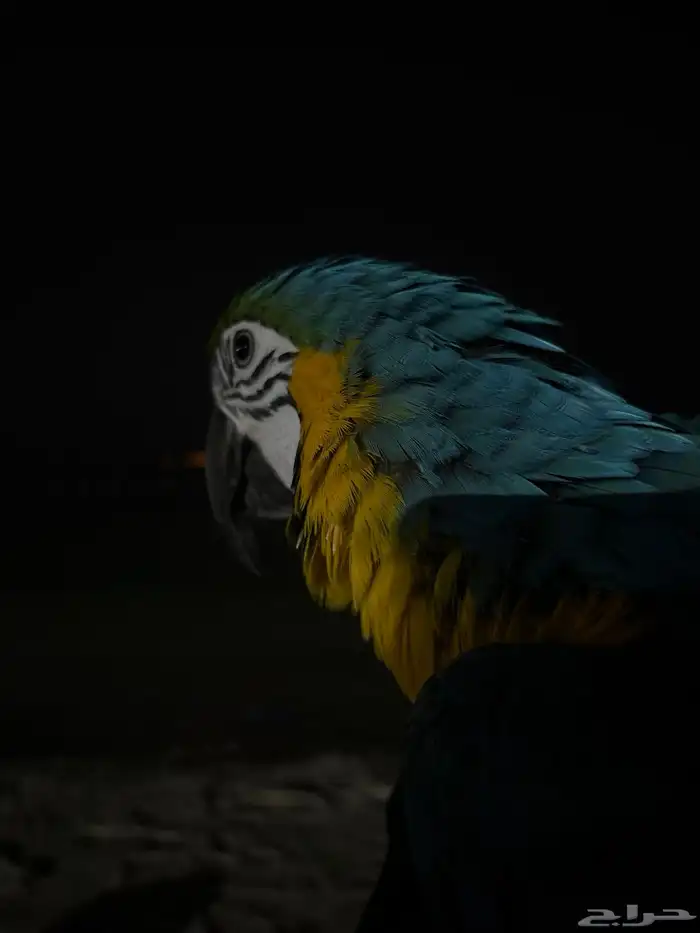 مكاو بلو اند قولد 3