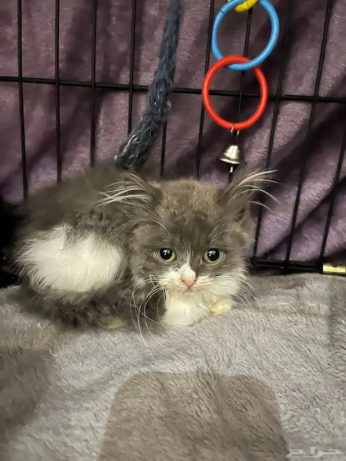 قطط للبيع شيرازي 6