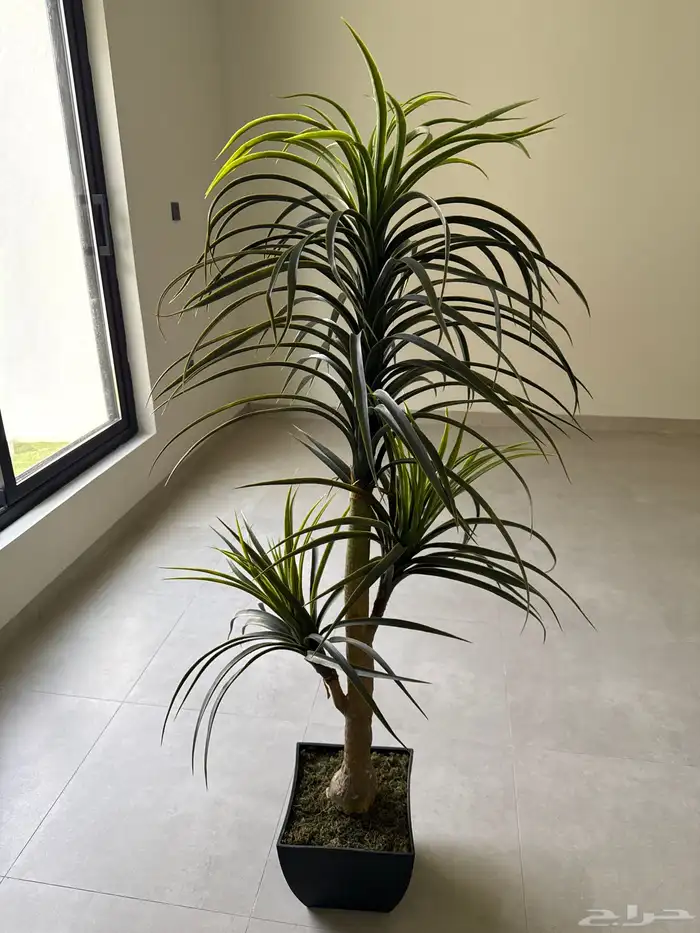 أشجار زينه للبيع العدد 3 0