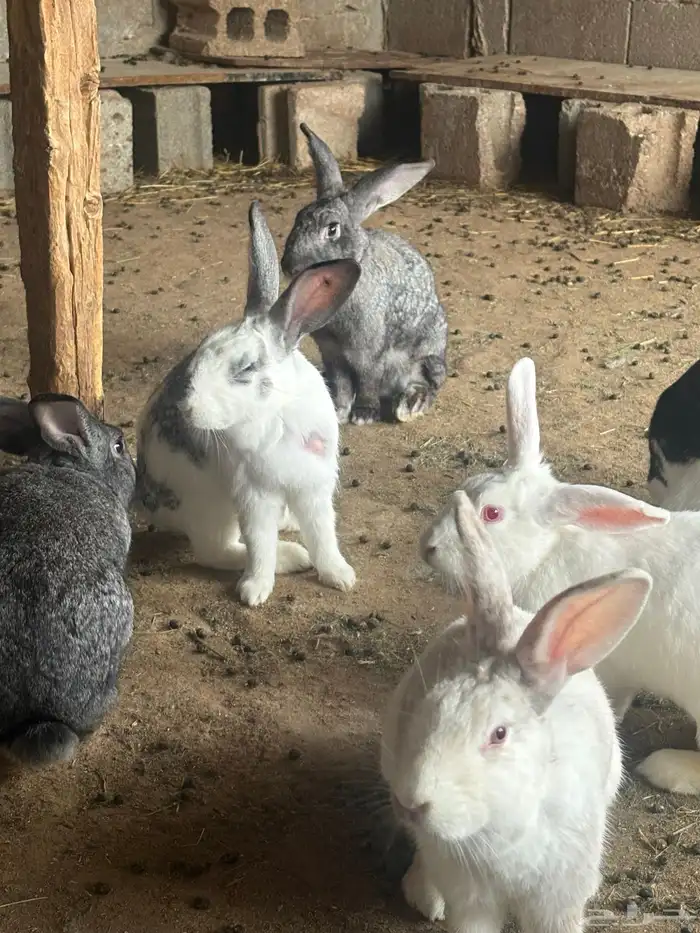 ارانب فرنسيه جروم 6