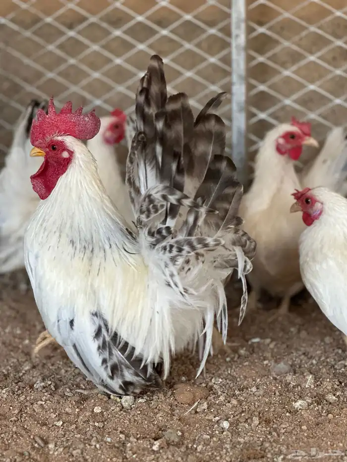 للبيع بيض دجاج جبانيز كولمبي 2