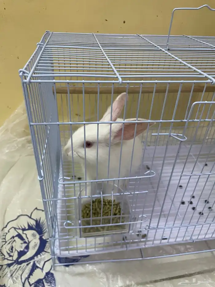 أرنب للبيع مع القفص والأكل 2