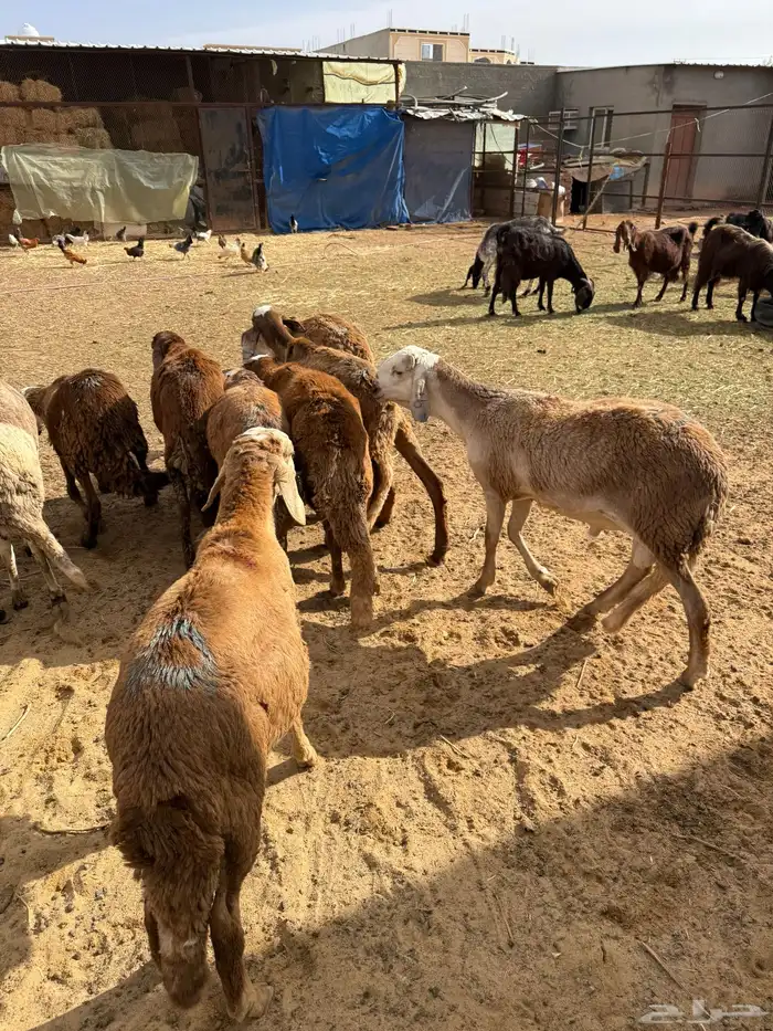 10 خرفان سواكن جذعان 2