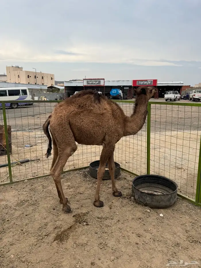 قعدان العدد اثنين مشروطه من كل شي 0