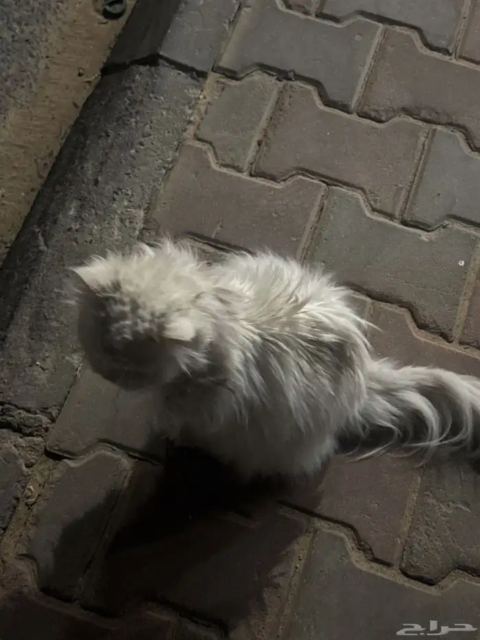 قطه مفقوده قطه بيت 2