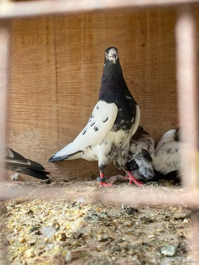 حمام باكستاني انثى تيدي 0