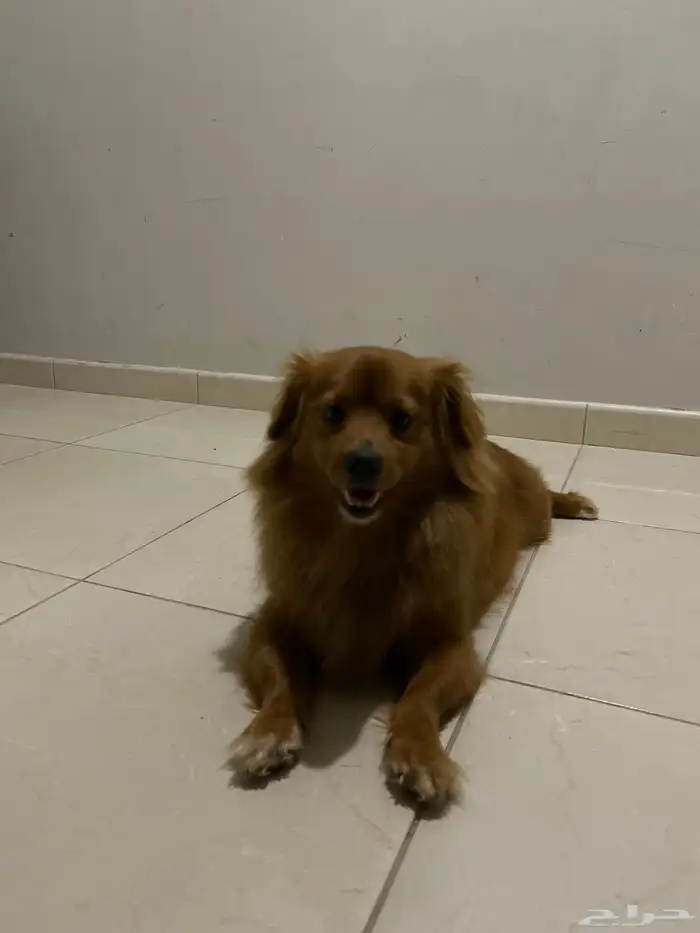 شيواوا للبيع على السوم 1