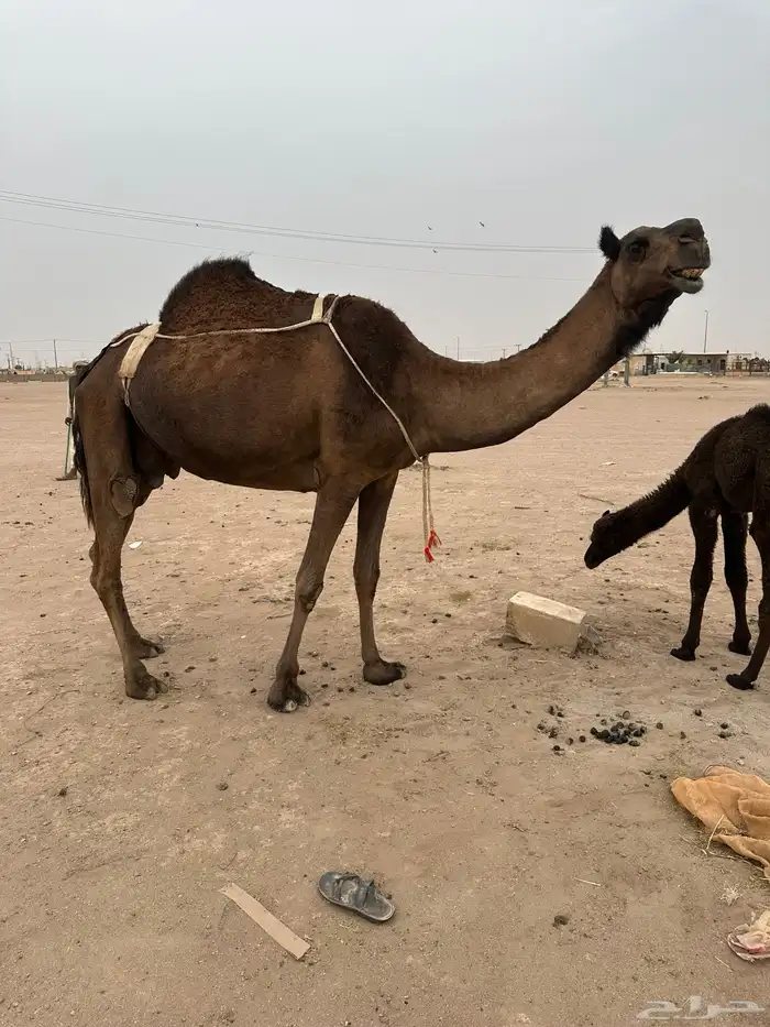 للبيع خلفه هديه 0