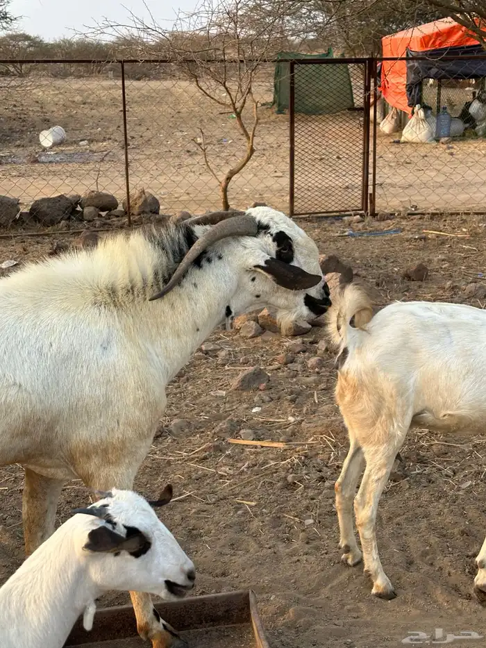 جفار بيشيات 5