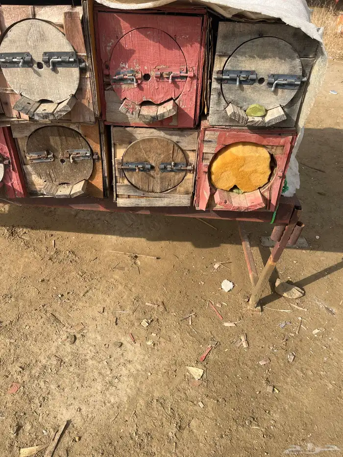 جبوح نحل محايلي فاضي 5